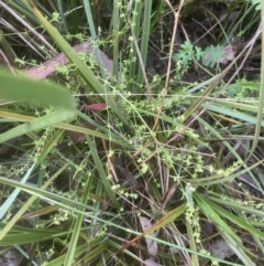 Galium gaudichaudii at Aranda, ACT - 25 Oct 2022