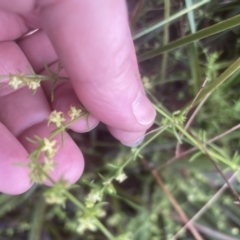 Galium gaudichaudii at Aranda, ACT - 25 Oct 2022