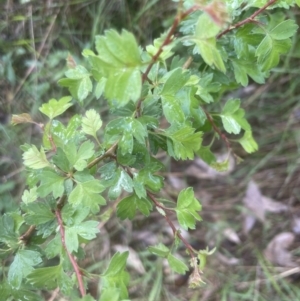 Crataegus monogyna at Aranda, ACT - 25 Oct 2022