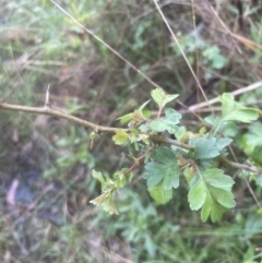 Crataegus monogyna at Aranda, ACT - 25 Oct 2022