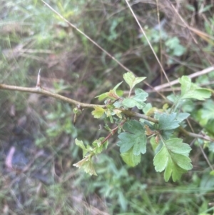 Crataegus monogyna at Aranda, ACT - 25 Oct 2022