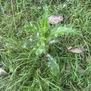 Sonchus asper at Aranda, ACT - 25 Oct 2022