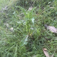 Sonchus asper at Aranda, ACT - 25 Oct 2022