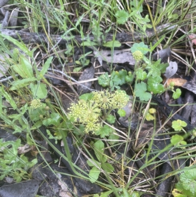 Hydrocotyle laxiflora (Stinking Pennywort) at Aranda, ACT - 25 Oct 2022 by lbradley