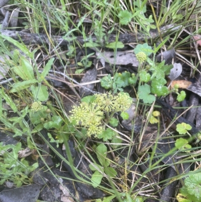 Hydrocotyle laxiflora (Stinking Pennywort) at Aranda Bushland - 25 Oct 2022 by lbradley
