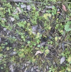 Hydrocotyle laxiflora at Aranda, ACT - 25 Oct 2022