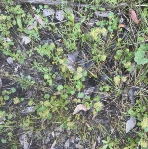 Hydrocotyle laxiflora at Aranda, ACT - 25 Oct 2022