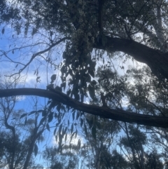 Eucalyptus bridgesiana (Apple Box) at Molonglo Valley, ACT - 25 Oct 2022 by lbradley