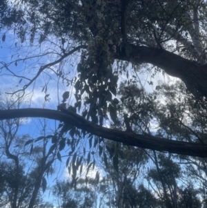 Eucalyptus bridgesiana at Molonglo Valley, ACT - 25 Oct 2022