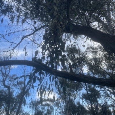 Eucalyptus bridgesiana (Apple Box) at Aranda, ACT - 25 Oct 2022 by lbradley