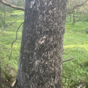 Eucalyptus bridgesiana at Aranda, ACT - 25 Oct 2022 06:17 PM