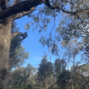 Eucalyptus bridgesiana at Aranda, ACT - 25 Oct 2022