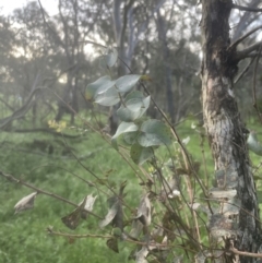 Eucalyptus bridgesiana at Aranda, ACT - 25 Oct 2022 06:17 PM