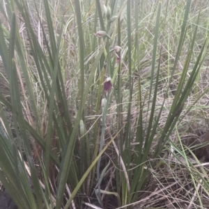 Calochilus platychilus at Cook, ACT - 25 Oct 2022