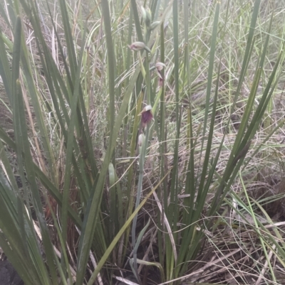 Calochilus platychilus (Purple Beard Orchid) at Cook, ACT - 25 Oct 2022 by lbradley