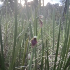 Calochilus platychilus at Cook, ACT - 25 Oct 2022
