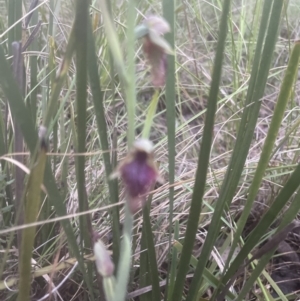 Calochilus platychilus at Cook, ACT - 25 Oct 2022