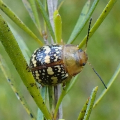 Paropsis pictipennis (Tea-tree button beetle) at Block 402 - 19 Oct 2022 by RobG1