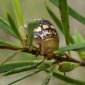 Paropsis pictipennis at Stromlo, ACT - 20 Oct 2022