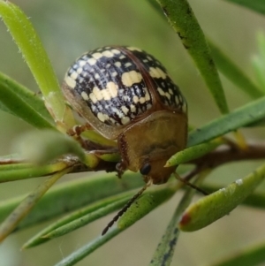 Paropsis pictipennis at Stromlo, ACT - 20 Oct 2022