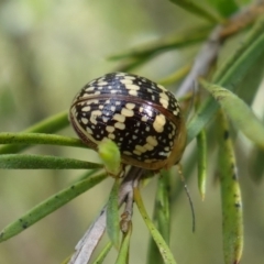 Paropsis pictipennis at Stromlo, ACT - 20 Oct 2022