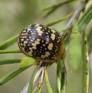 Paropsis pictipennis at Stromlo, ACT - 20 Oct 2022