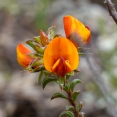 Pultenaea procumbens (Bush Pea) at Block 402 - 20 Oct 2022 by RobG1