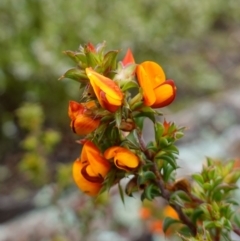 Pultenaea procumbens at Stromlo, ACT - 21 Oct 2022