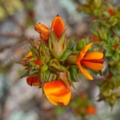 Pultenaea procumbens at Stromlo, ACT - 21 Oct 2022 09:32 AM