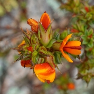 Pultenaea procumbens at Stromlo, ACT - 21 Oct 2022