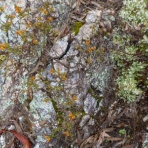 Pultenaea procumbens at Stromlo, ACT - 21 Oct 2022