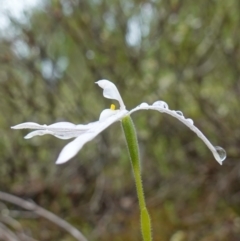 Glossodia major (Wax Lip Orchid) at Stromlo, ACT - 20 Oct 2022 by RobG1