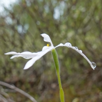 Glossodia major (Wax Lip Orchid) at Stromlo, ACT - 21 Oct 2022 by RobG1