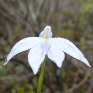 Glossodia major at Stromlo, ACT - 21 Oct 2022