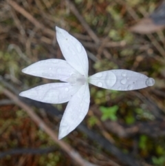 Glossodia major at Stromlo, ACT - 21 Oct 2022