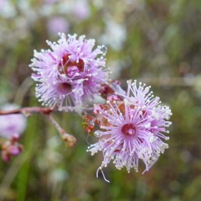 Kunzea parvifolia (Violet Kunzea) at Block 402 - 21 Oct 2022 by RobG1