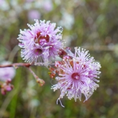 Kunzea parvifolia (Violet kunzea) at Bluetts Block Area - 21 Oct 2022 by RobG1