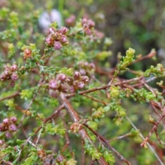 Kunzea parvifolia at Stromlo, ACT - 21 Oct 2022 11:22 AM