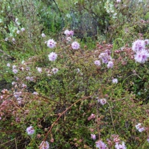 Kunzea parvifolia at Stromlo, ACT - 21 Oct 2022 11:22 AM