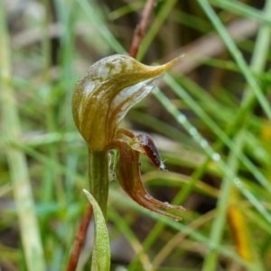 Oligochaetochilus aciculiformis at Acton, ACT - 24 Oct 2022