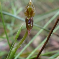 Oligochaetochilus aciculiformis at Acton, ACT - 24 Oct 2022