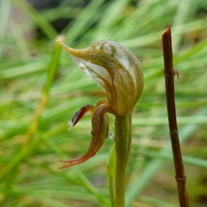 Oligochaetochilus aciculiformis at Acton, ACT - 24 Oct 2022