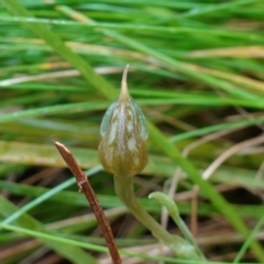 Oligochaetochilus aciculiformis at Acton, ACT - 24 Oct 2022