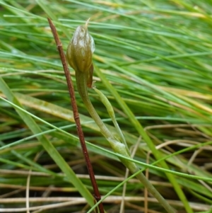 Oligochaetochilus aciculiformis at Acton, ACT - 24 Oct 2022