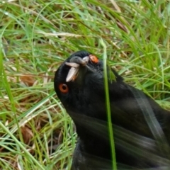 Corcorax melanorhamphos (White-winged Chough) at Acton, ACT - 24 Oct 2022 by RobG1