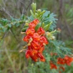 Grevillea alpina (Mountain Grevillea / Cat's Claws Grevillea) at ANBG South Annex - 24 Oct 2022 by RobG1