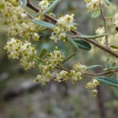 Pomaderris angustifolia (Pomaderris) at Block 402 - 24 Oct 2022 by RobG1