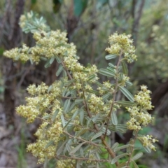 Pomaderris angustifolia at Stromlo, ACT - 24 Oct 2022 04:02 PM