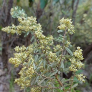 Pomaderris angustifolia at Stromlo, ACT - 24 Oct 2022