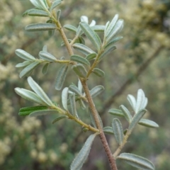 Pomaderris angustifolia at Stromlo, ACT - 24 Oct 2022